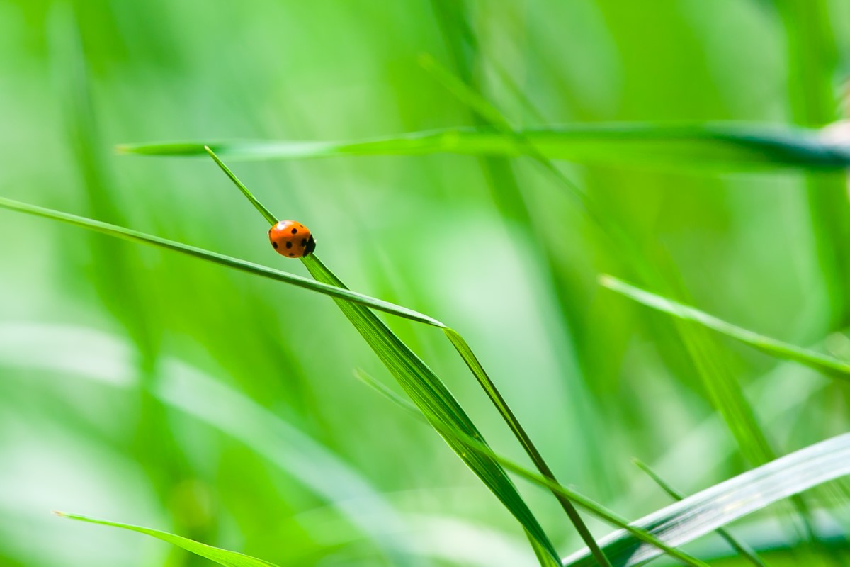 comportement des coccinelles