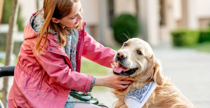 comportement unique du golden retriever