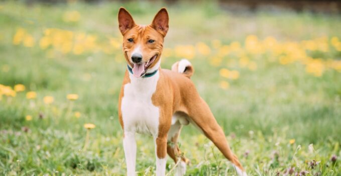 comprendre le comportement du Basenji