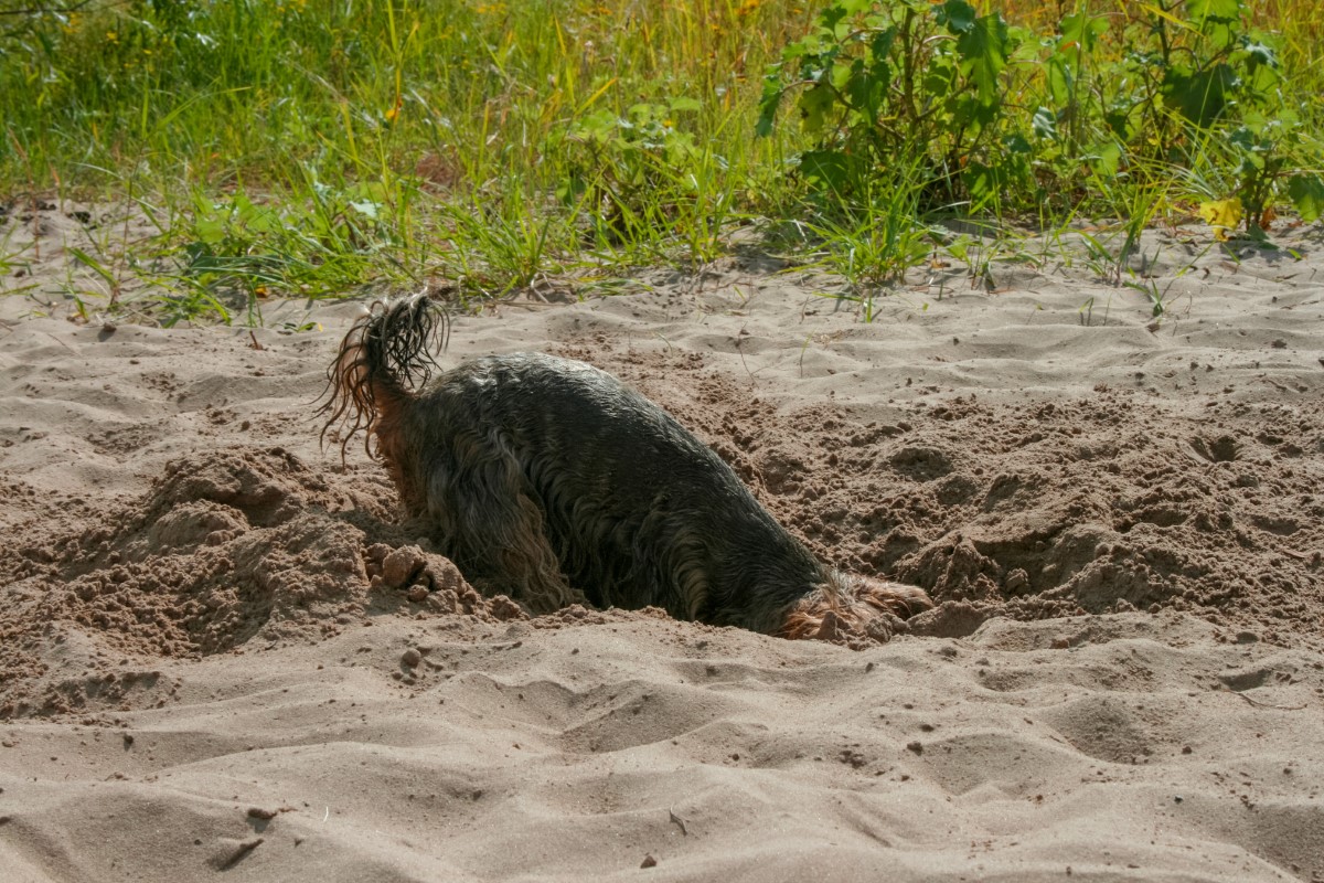 creuser un Terrier