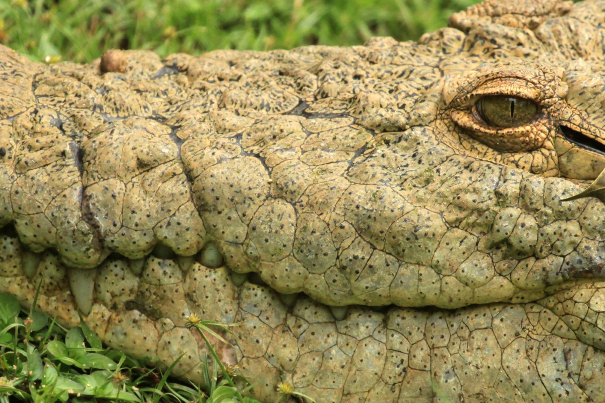 crocodile de l'Orénoque