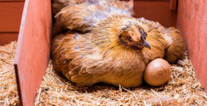 cycle de ponte chez la poule domestique