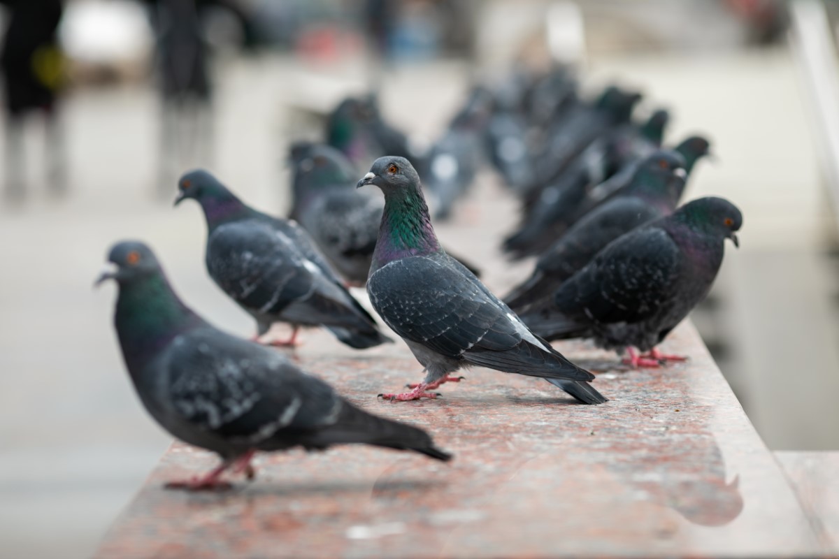 dissuader les pigeons