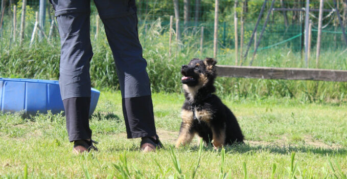 éducateur canin