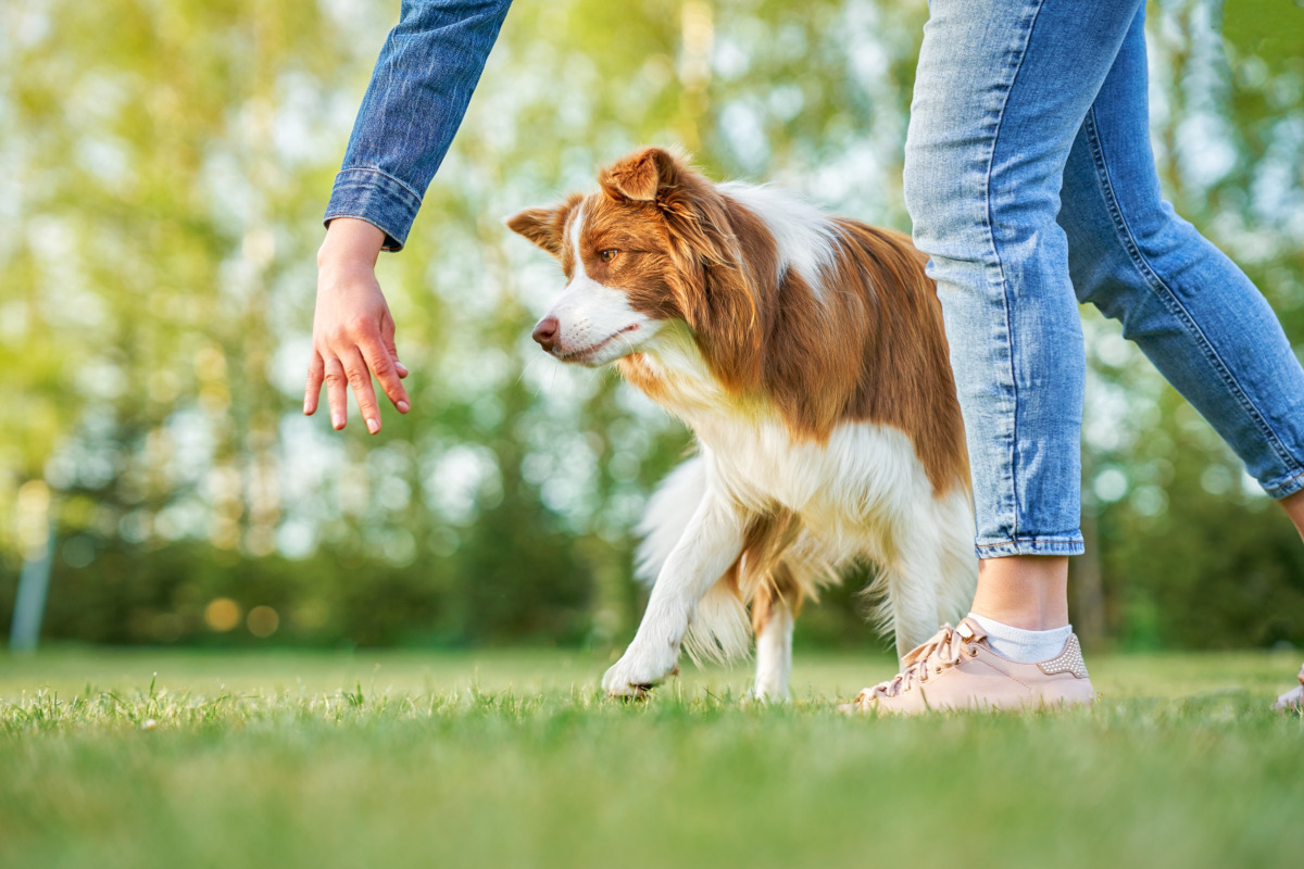 éducateur comportementaliste canin