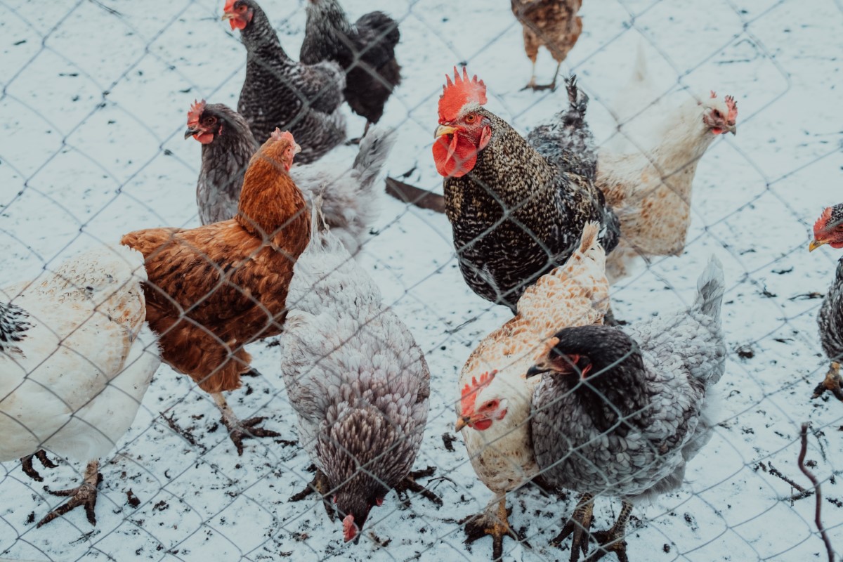 6 astuces pour le bien-être de vos poules