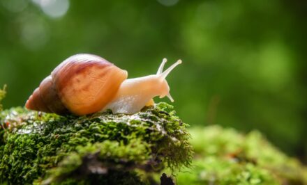 escargot jamais observé