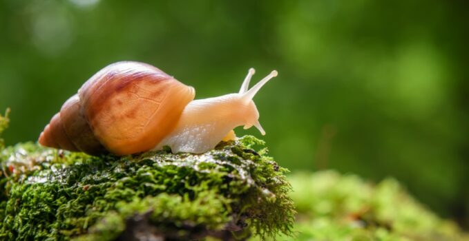 escargot jamais observé