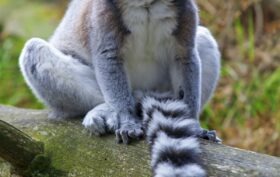 espèce menacée de Madagascar