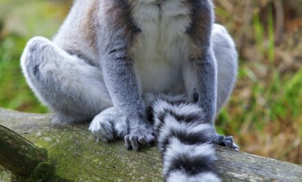 espèce menacée de Madagascar