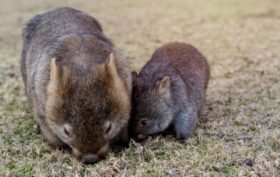 excrément cubique du wombat