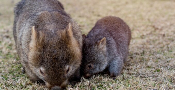 excrément cubique du wombat