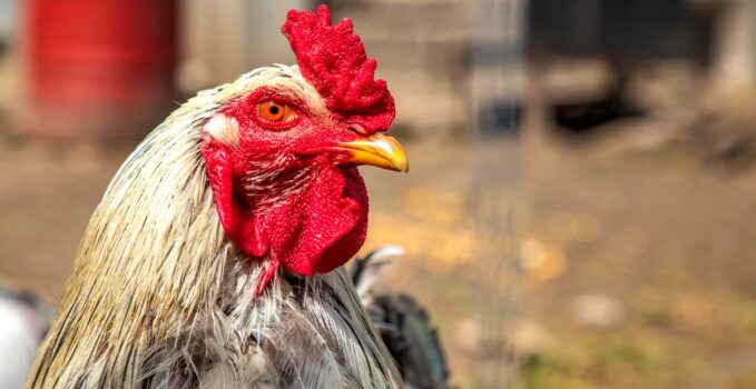 faire taire efficacement un coq sans le toucher