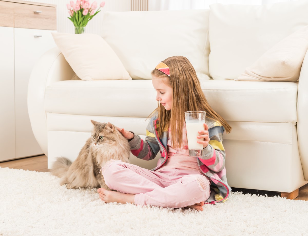 félins hypoallergéniques pour les personnes sensibles aux poils