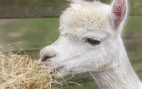 ferme dédiée aux lamas et alpagas