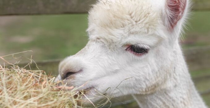 ferme dédiée aux lamas et alpagas