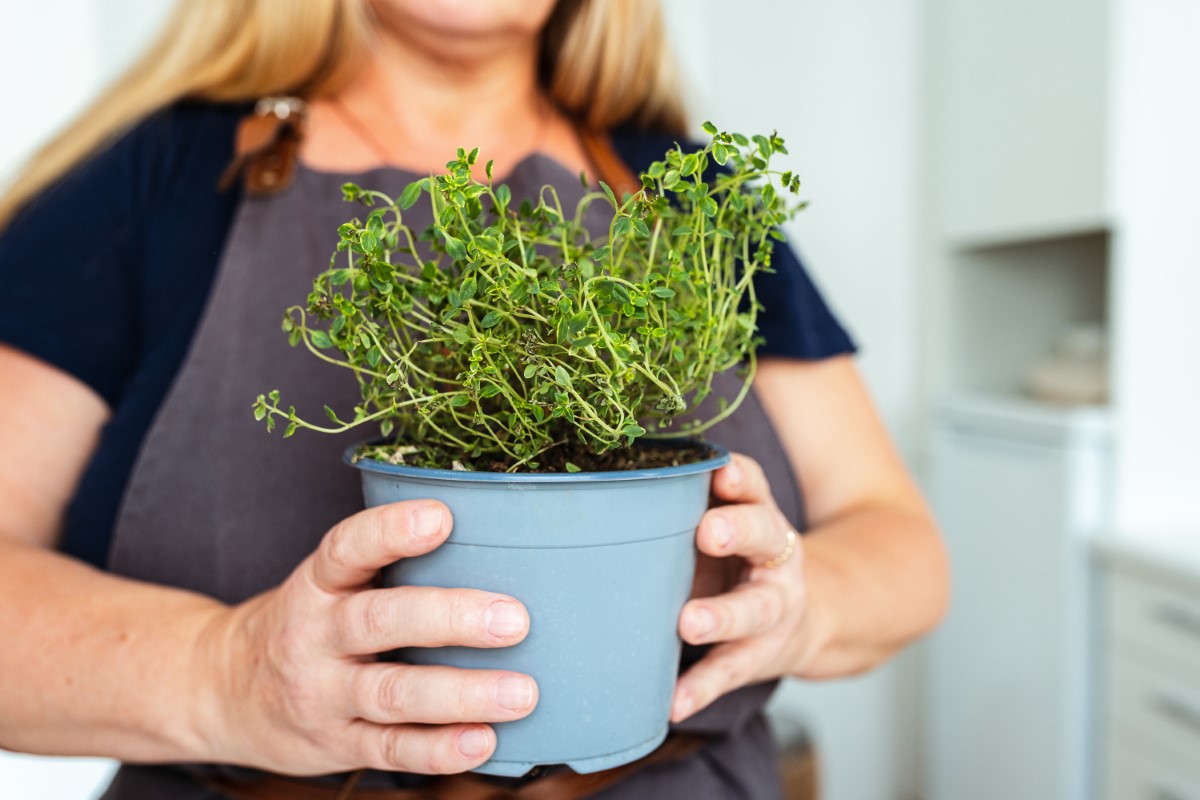 herbes aromatiques à domicile