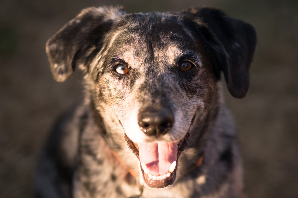 histoire canine oubliée