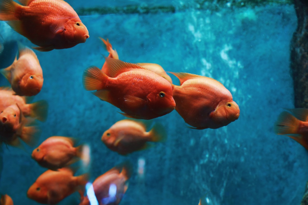 idées naturelles pour un aquarium