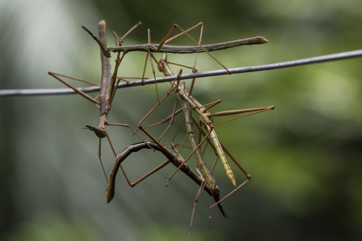 insecte en bâton