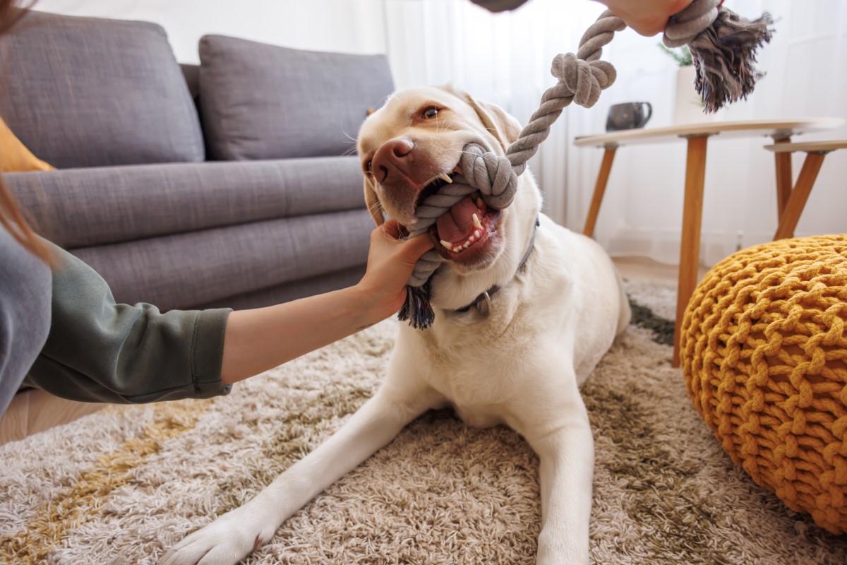 jouets DIY pour chien