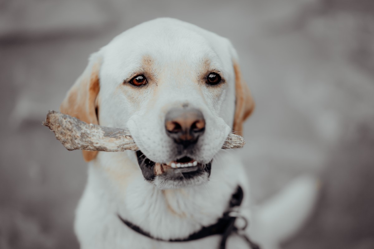 labrador a avalé un os de poulet