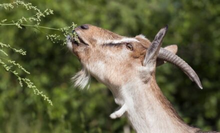 les animaux et les plantes