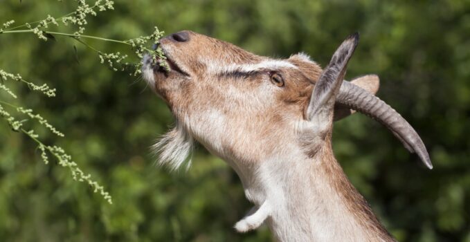 les animaux et les plantes