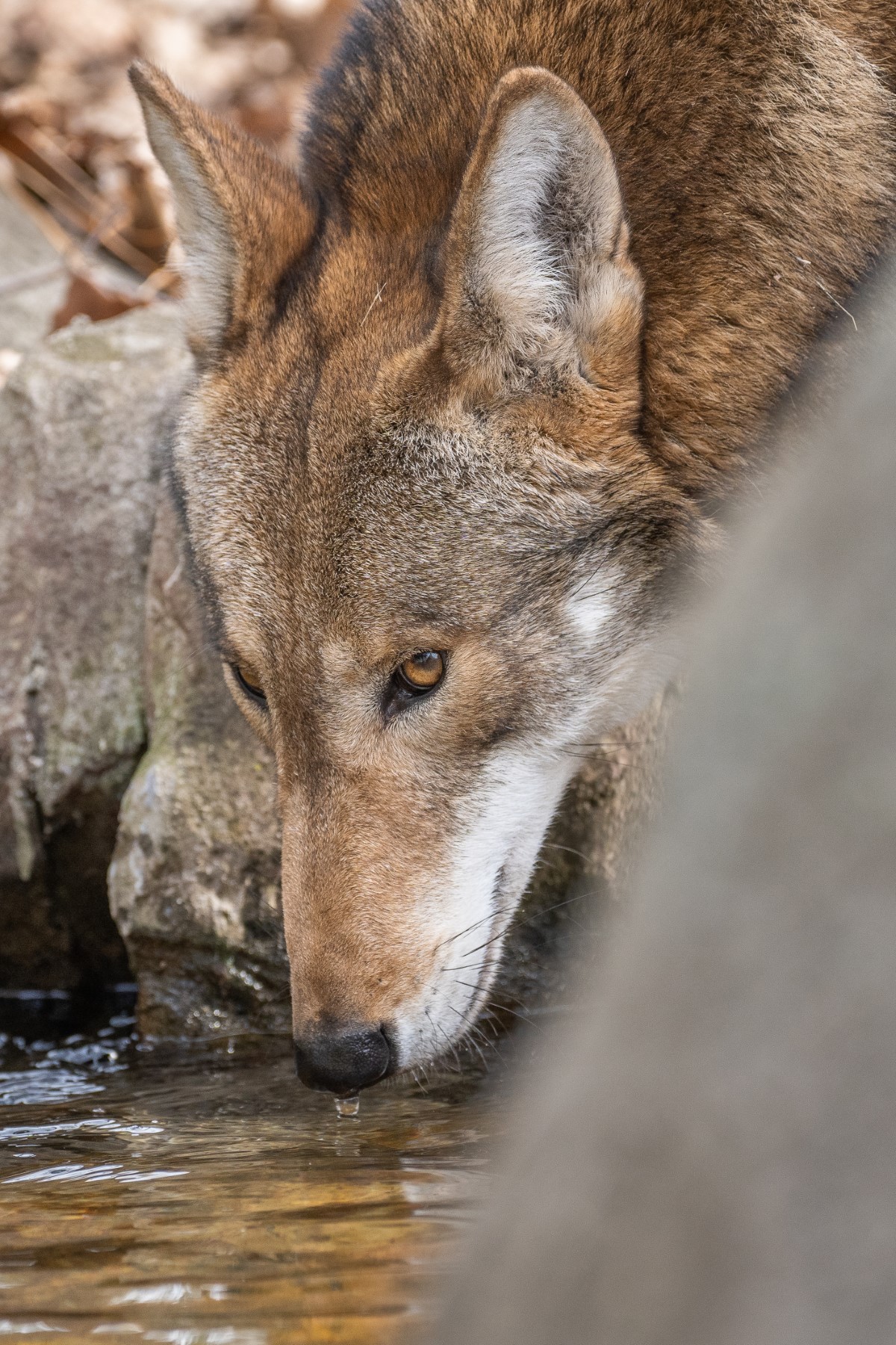 loup de Tchernobyl s'aventure au-delà des limites de la zone