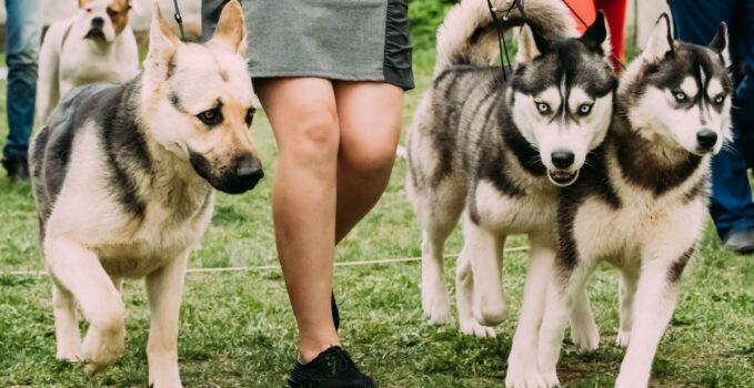 meilleures races de grands chiens