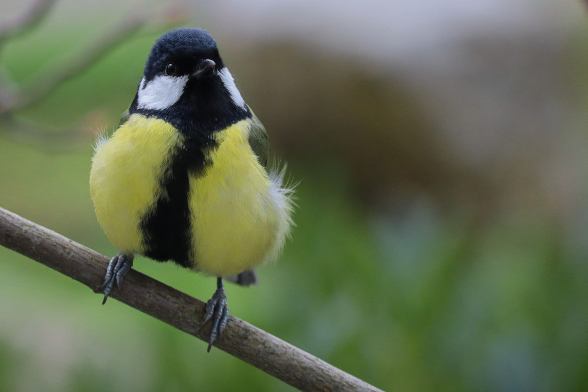 mésanges charbonnières viennent dans votre jardin