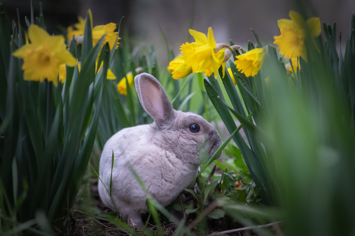 nom parfait pour votre nouveau lapin