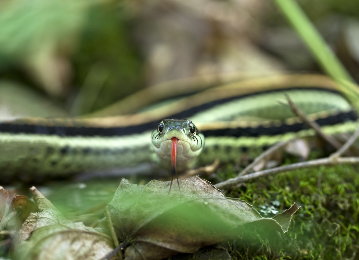 nouvelle espèce de serpent