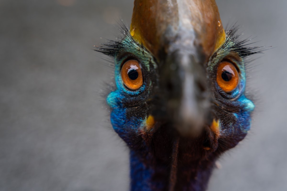 oiseau s'avérant plus menaçant