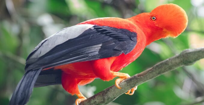 oiseaux les plus douées pour la parole