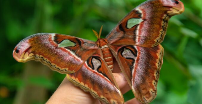 papillon de nuit géant