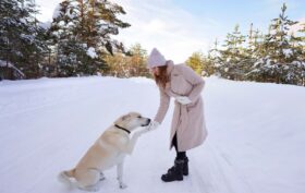 pattes de votre chien en hiver