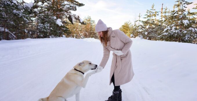 pattes de votre chien en hiver