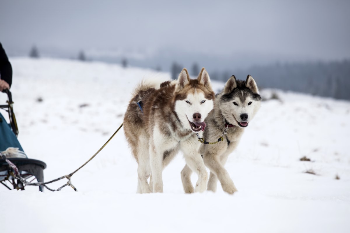 phénomène de jeunesse chez l'Alaskan Klee Kai