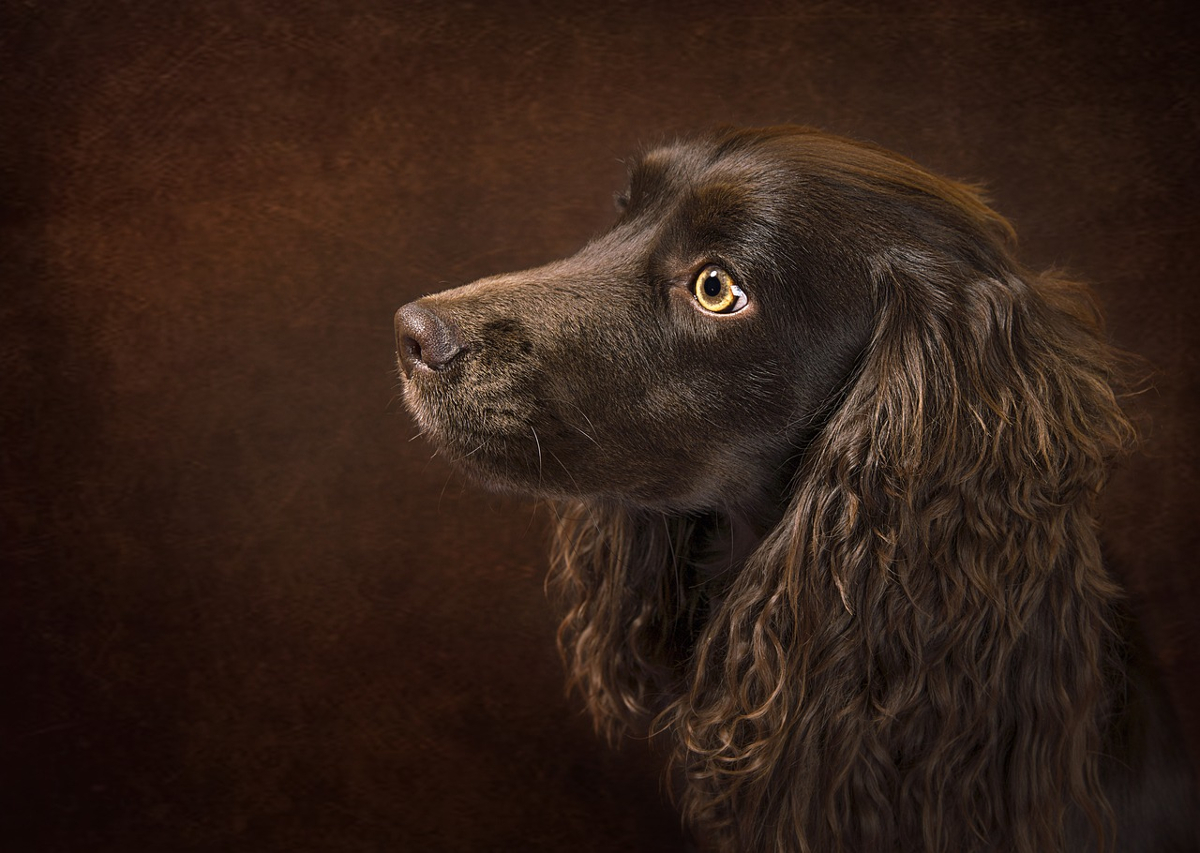 portrait chien