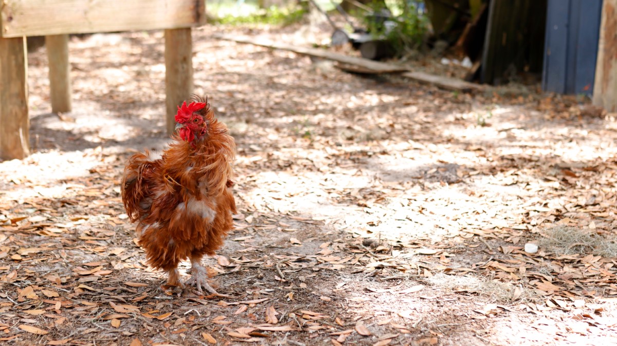 poules en élevage domestique