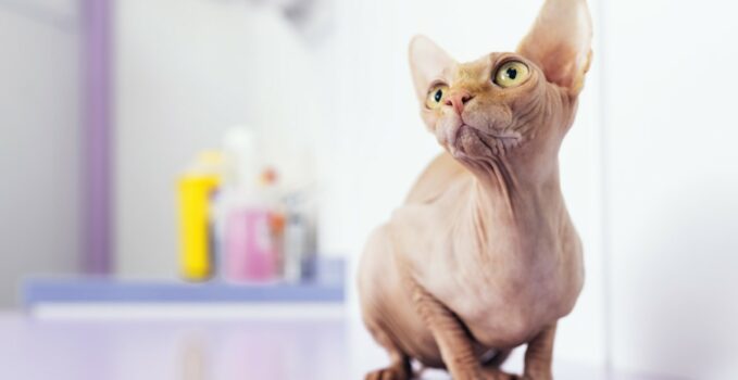 prendre soin d'un chat Sphynx