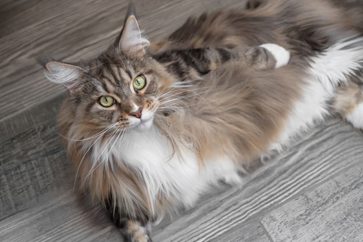 propriétaires de Maine Coon