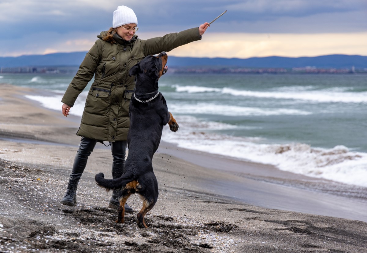 propriétaires de Rottweiler