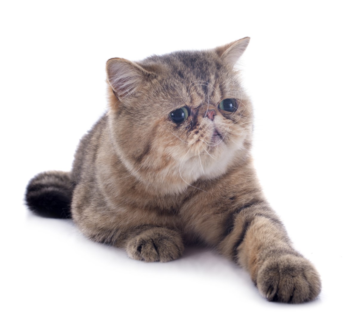 race Exotic Shorthair