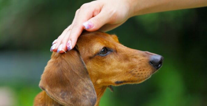 races canines reconnues pour leur obéissance