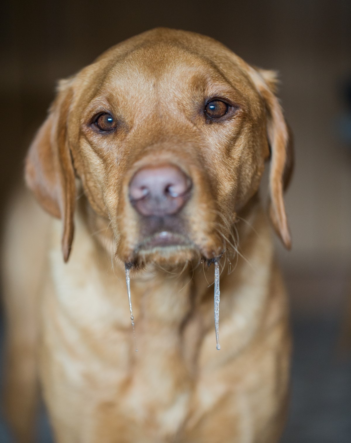 races de chiens prédisposées à la bave