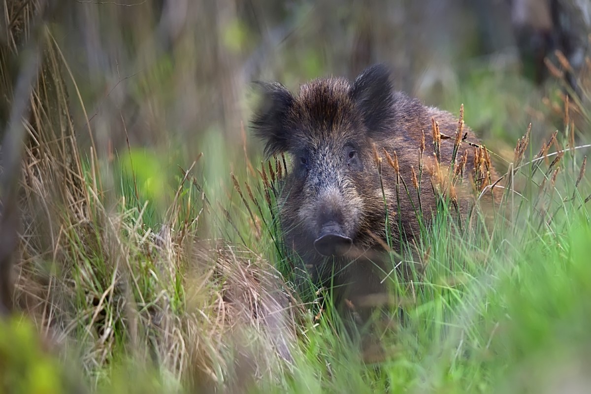 réagir face à un sanglier en forêt