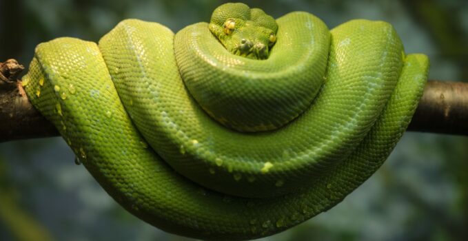 serpent baptisée en hommage à salazar