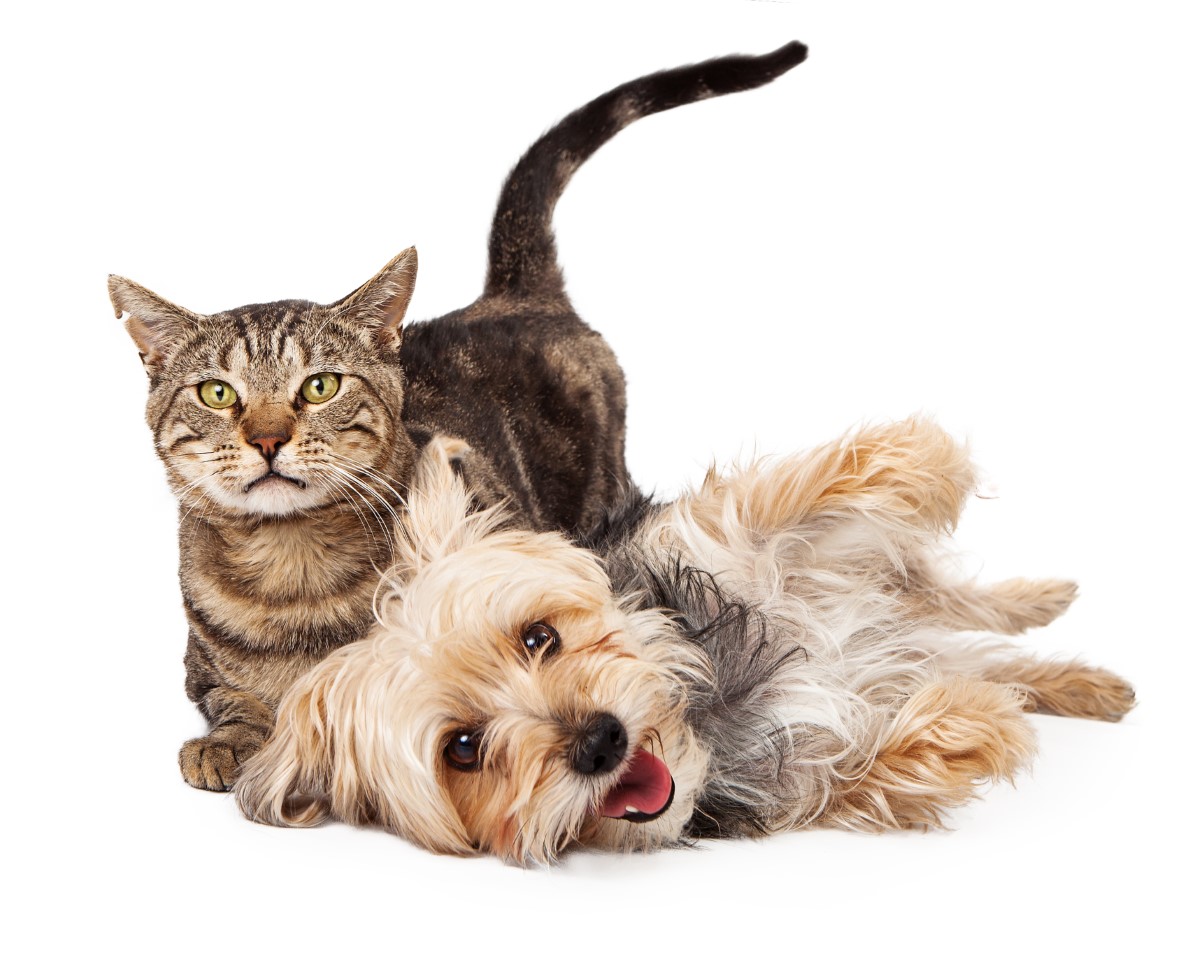 signification de nom de chien et chat